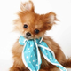 Illustration for article titled Adorable Adoptable Animals in Accessories Will Make Your Eyes Leak
